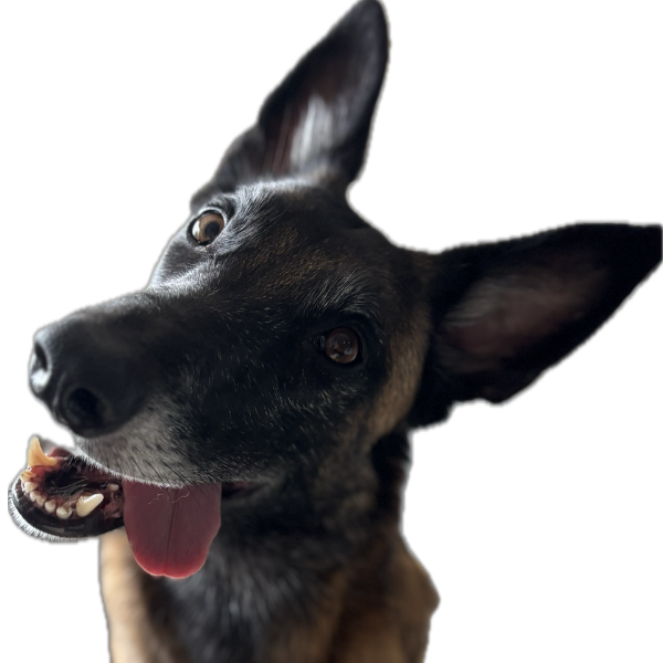 Malinois heureux de prendre des cours d'éducation canine chez Cani'Sens