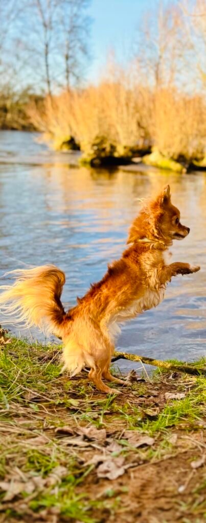 Chihuahua dans une phase de jeu durant les cours d'éducation canine chez Cani'Sens