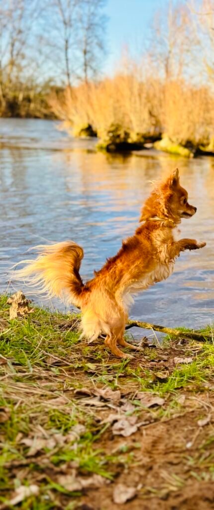 Chihuahua dans une phase de jeu durant les cours d'éducation canine chez Cani'Sens