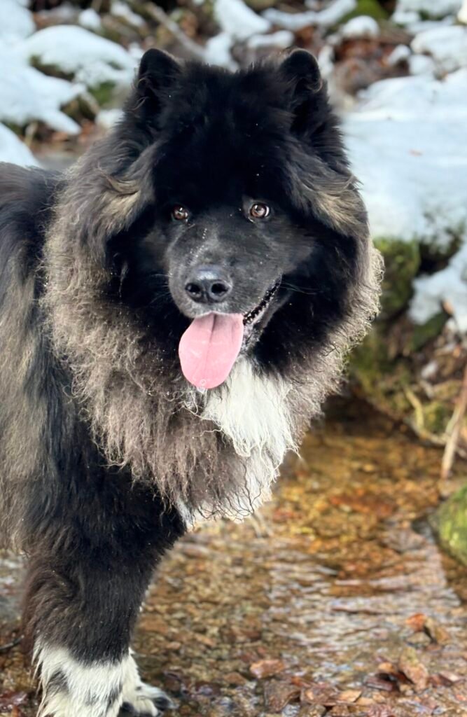 Akita Américain qui fait une pause boisson durant un cours d'éducation canine dans la neige chez Cani'Sens