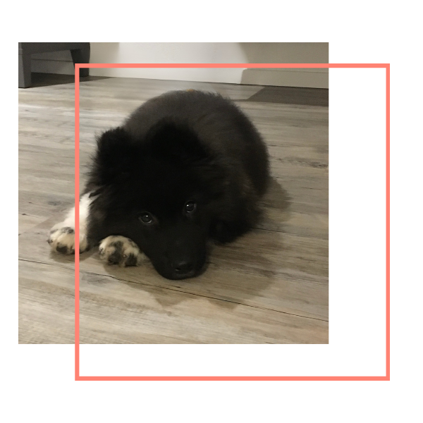 Akita américain qui apprend le coucher avec Cani'Sens éducation canine Roanne