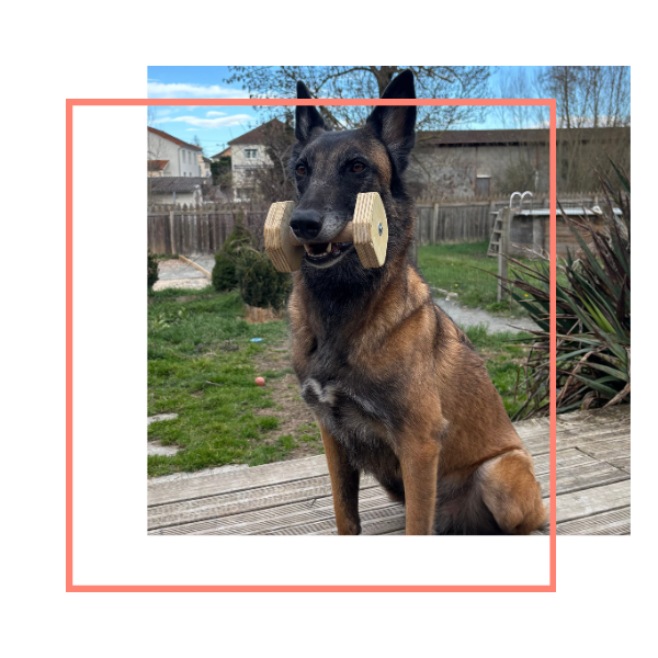 Malinois qui apprend le garde avec un haltère dans un cours d'éducation canine avec Cani'Sens