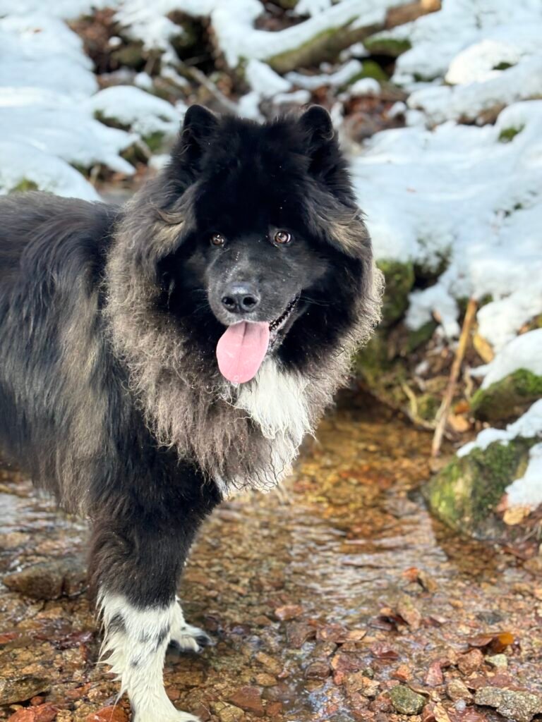 Akita Américain qui fait une pause boisson durant un cours d'éducation canine dans la neige chez Cani'Sens