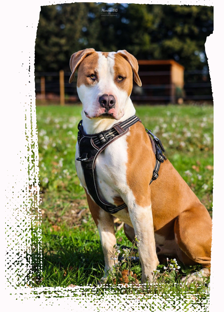 Chien molossoïde en position assise